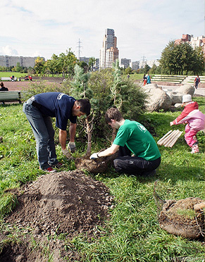 Сотрудники СофтБаланс посадили 38 сосен в парке Интернационалистов