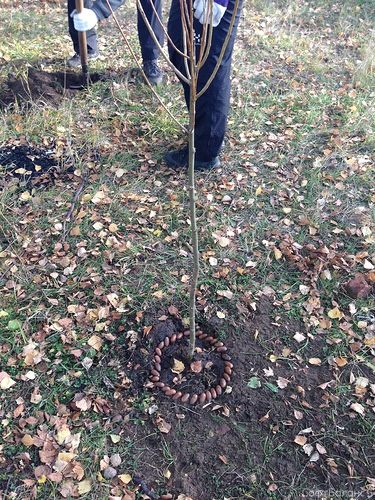 5 октября «СофтБаланс» принял участие в акции Бюро эко-решений GreenUp по посадке деревьев в Сестрорецке.