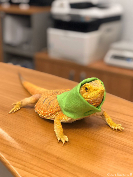 СофтБаланс:Версия 2.6.