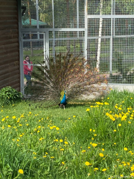 Летняя рекомендация от РЕСО